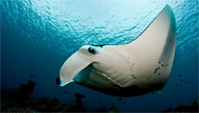 Lady Elliot Island