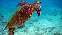 Lady Elliot Island