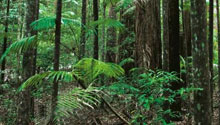 Rainforest - Fraser Island